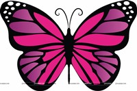 Large pink and purple butterfly